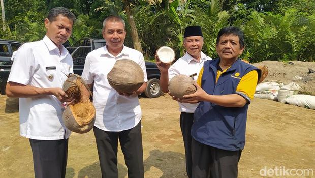 Kelapa upat-upat di Desa Banyuadem, Magelang, Rabu (20/7/2022).