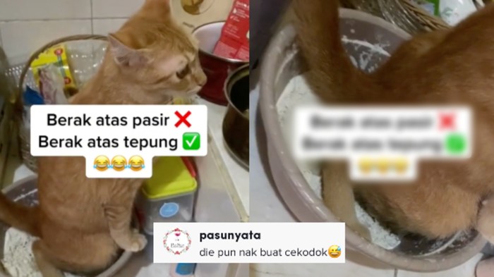 Kucing Oren Ini Bikin Resah Usai BAB di Atas Tepung Terigu di Dapur