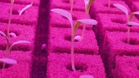 Emirates Flight Catering bekerja sama dengan Crop One yang meluncurkan Bustanica, pertanian vertikal terbesar di dunia yang terletak di Dubai, UEA.