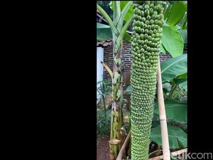 Unik! Ada Pohon Pisang Seribu di Majalengka