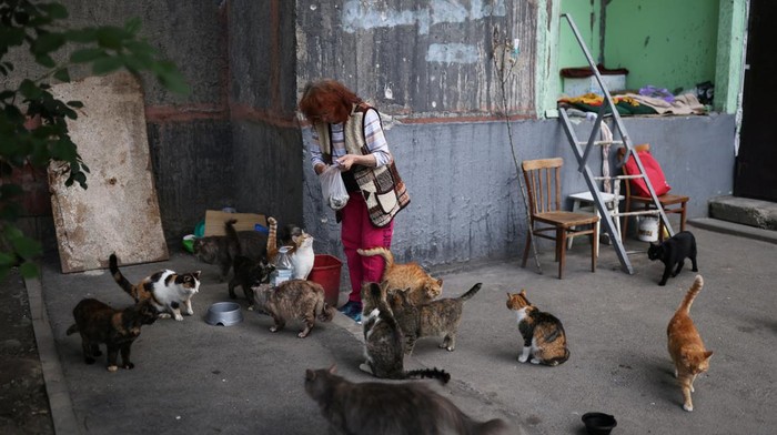 Natalia Pasternak, 68, who is the only person left in her building and lives in the basement, feeds one of the cats which were abandoned by families who fled the war in Pasternak's neighbourhood of northern Saltivka, one of the most damaged residential areas of Kharkiv, as Russia's invasion of Ukraine continues, in Kharkiv, Ukraine July 18, 2022. REUTERS/Nacho Doce