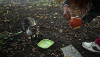 Apabila di tengah jalan ia bertemu kucing. Natalia langsung memberikan makanan. Hebat!