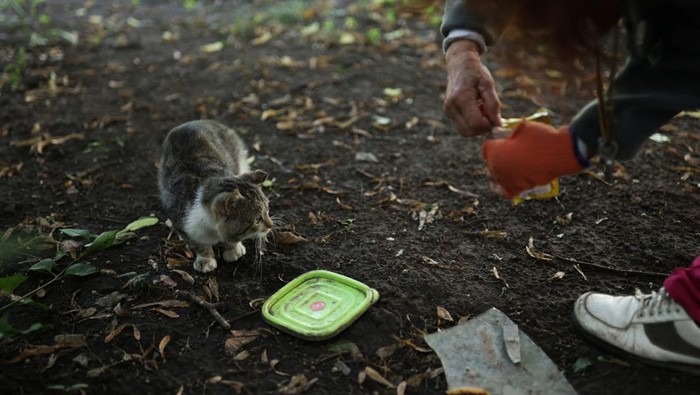 Natalia Pasternak, 68, who is the only person left in her building and lives in the basement, feeds one of the cats which were abandoned by families who fled the war in Pasternak's neighbourhood of northern Saltivka, one of the most damaged residential areas of Kharkiv, as Russia's invasion of Ukraine continues, in Kharkiv, Ukraine July 18, 2022. REUTERS/Nacho Doce