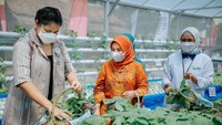 Menurutnya perkebunan hidroponik ini tak hanya bisa menghasilkan sayuran sehat, tapi juga menambah penghasilan para kader PKK. Bayam, kangkung, dan pakcoy siap dipanen nantinya.