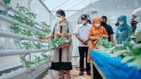 Aktif di PKK, wanita 31 tahun ini pernah menghadiri acara peresmian area hidroponik di Medan. Ia terlihat senang memanen aneka sayuran segar.