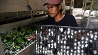 Budi daya sebanyak 25 ribu ulat sutra di tempat tersebut dimanfaatkan untuk menghasilkan kepompong yang kemudian akan diproses menjadi benang sutra.