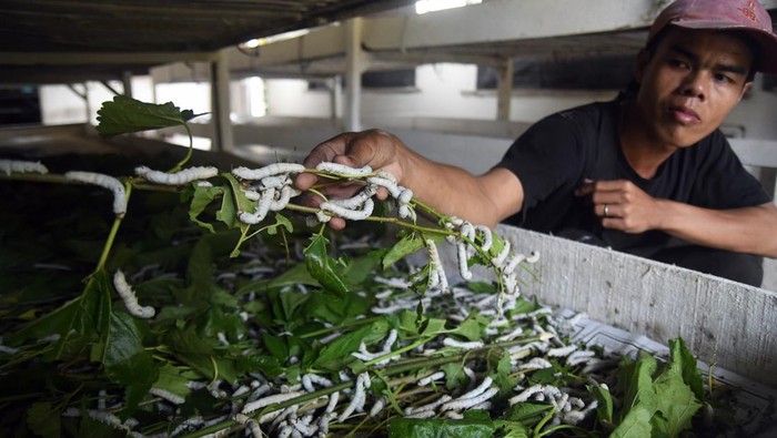 Pekerja memberi pakan daun murbei untuk ulat sutra (Bombyx mori) di Rumah Sutra Alam, Tamansari, Kabupaten Bogor, Jawa Barat, Kamis (21/7/2022). Budi daya sebanyak 25 ribu ulat sutra di tempat tersebut dimanfaatkan untuk menghasilkan kepompong yang kemudian akan diproses menjadi benang sutra. ANTARA FOTO/Arif Firmansyah/tom.