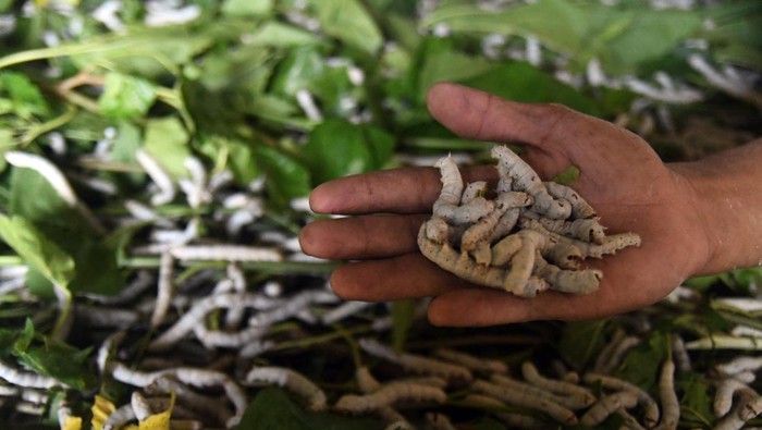BUDI DAYA ULAT SUTRA Pekerja memberi pakan daun murbei untuk ulat sutra (Bombyx mori) di Rumah Sutra Alam, Tamansari, Kabupaten Bogor, Jawa Barat, Kamis (21/7/2022). Budi daya sebanyak 25 ribu ulat sutra di tempat tersebut dimanfaatkan untuk menghasilkan kepompong yang kemudian akan diproses menjadi benang sutra. ANTARA FOTO/Arif Firmansyah/tom.