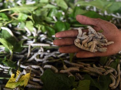 Bermodal Meliuk-liuk, Benang Sutra Dihasilkan