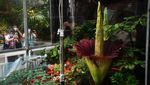 Bunga Bangkai Mekar dengan Cantiknya di Kebun Raya Beijing