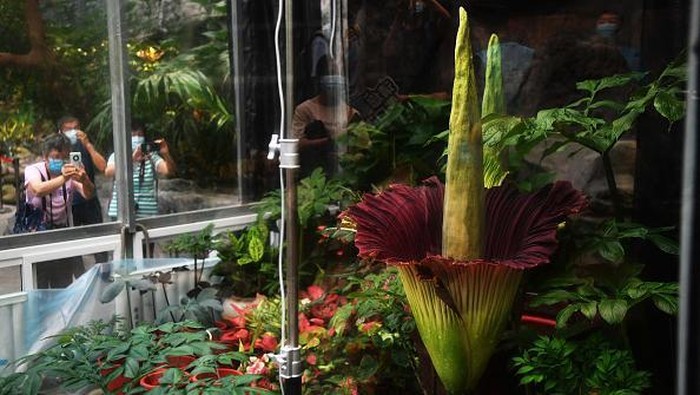 Bunga Bangkai Mekar dengan Cantiknya di Kebun Raya Beijing BEIJING, CHINA - JULY 20: The Titan Arum plant (Amorphophallus titanum) blooms at the National Botanical Garden on July 20, 2022 in Beijing, China. The flower, also known as the Corpse Flower, only blooms for an average of 48 hours. (Photo by VCG/VCG via Getty Images)