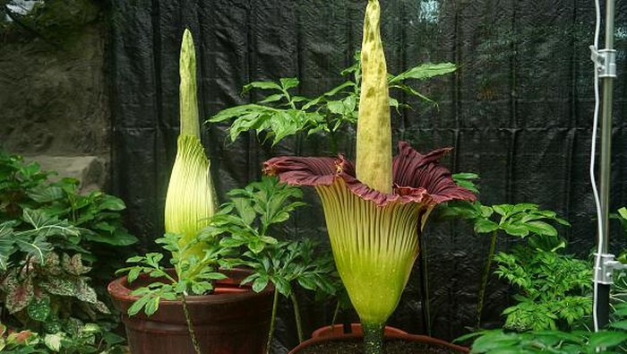 Bunga Bangkai Mekar dengan Cantiknya di Kebun Raya Beijing BEIJING, CHINA - JULY 20: The Titan Arum plant (Amorphophallus titanum) blooms at the National Botanical Garden on July 20, 2022 in Beijing, China. The flower, also known as the Corpse Flower, only blooms for an average of 48 hours. (Photo by VCG/VCG via Getty Images)