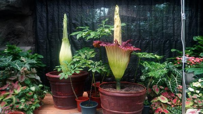 BEIJING, CHINA - JULY 20: The Titan Arum plant (Amorphophallus titanum) blooms at the National Botanical Garden on July 20, 2022 in Beijing, China. The flower, also known as the Corpse Flower, only blooms for an average of 48 hours. (Photo by VCG/VCG via Getty Images)