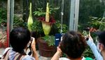 Bunga Bangkai Mekar dengan Cantiknya di Kebun Raya Beijing