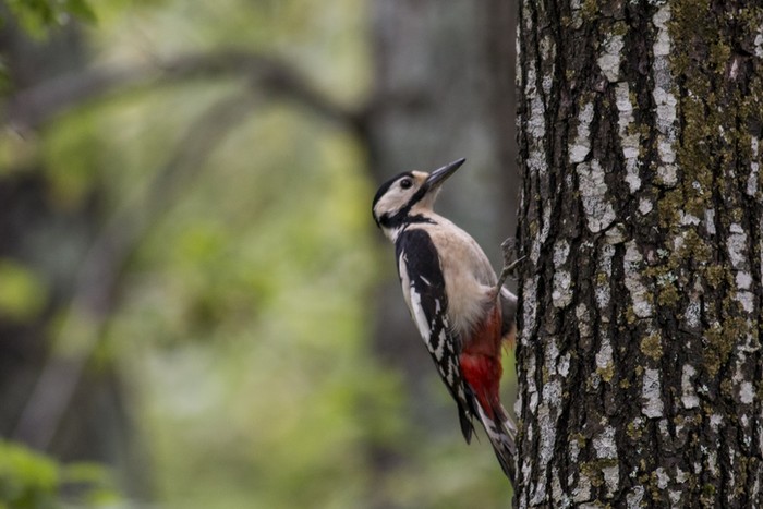 Great Spotted Woodpecker (Dendrocopos major)