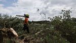 Cegah Kebakaran Meluas, Hutan di Prancis Dibabat, Ini Fotonya