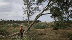 Cegah Kebakaran Meluas, Hutan di Prancis Dibabat, Ini Fotonya