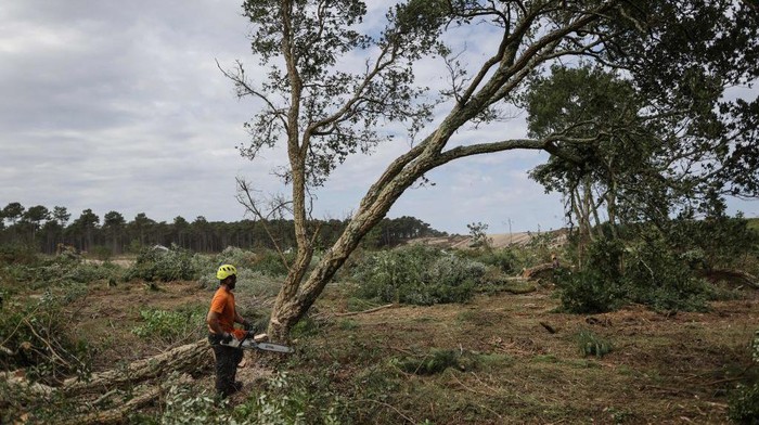 Cegah Kebakaran Meluas, Hutan di Prancis Dipangkas A lumberjack from a private company participates in creating a barrier of more than 5km long and 300 meters wide between Gironde department and Landes department to prevent the fire of La Teste-de-Buch from spreading, on July 20, 2022. - Firefighters battling twin fires in southwest France said on July 20, 2022 the blazes were being brought under control thanks to improved weather conditions, but had not been stopped completely. (Photo by Thibaud MORITZ / AFP) (Photo by THIBAUD MORITZ/AFP via Getty Images)