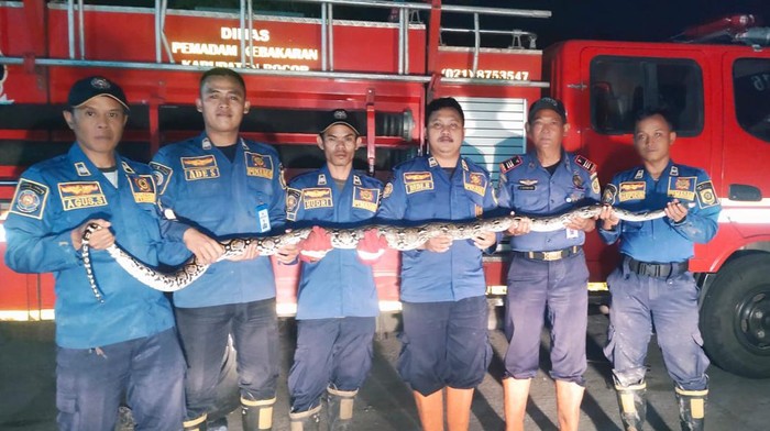Santri di Pesantren Al Huda, Leuwiliang, Kabupaten Bogor, dihebohkan dengan penampakan ular sanca sepanjang 2,5 meter sembunyi dalam septic tank. Tim pemadam kebakaran (damkar) hingga harus membongkar septic tank untuk mengevakuasi ular sanca.