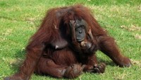 Direktur kebun binatang Luis Soto mengatakan, kelahiran mereka adalah bagian dari program reproduksi kebun binatang, satu-satunya dari jenisnya di Amerika Latin.