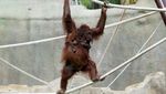 Spesial! 2 Bayi Orang Utan Lahir di Meksiko