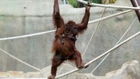 Kebun Binatang Guadalajara, Meksiko merayakan kelahiran dua bayi orang utan Kalimantan dengan pembukaan kandang orang utan baru.