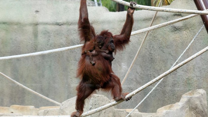 A 5-months-old Bornean baby orangutan rests on the back of its mother as the Guadalajara Zoo presents two 5-month-old babies Bornean orangutans to the media at their new enclosure, in Guadalajara, Mexico July 20, 2022. REUTERS/Fernando Carranza