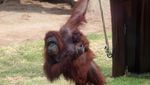 Spesial! 2 Bayi Orang Utan Lahir di Meksiko