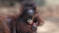 Dua bayi orang utan betina, Jandi dan Mei-sha, kini berusia lima bulan.