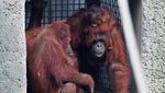 Spesial! 2 Bayi Orang Utan Lahir di Meksiko