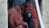 Kandang orang utan baru berukuran 700 meter persegi dan memiliki struktur kayu besar yang dihubungkan dengan tali yang memungkinkan hewan untuk berolahraga, berayun dan bermain.