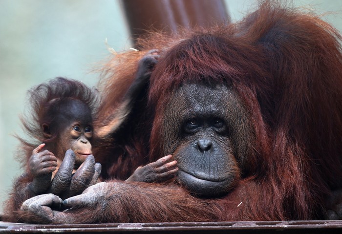 A 5-months-old Bornean baby orangutan rests on the back of its mother as the Guadalajara Zoo presents two 5-month-old babies Bornean orangutans to the media at their new enclosure, in Guadalajara, Mexico July 20, 2022. REUTERS/Fernando Carranza