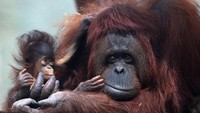 World Wildlife Foundation (WWF) mengkategorikan spesies ini sebagai hewan sangat terancam punah.