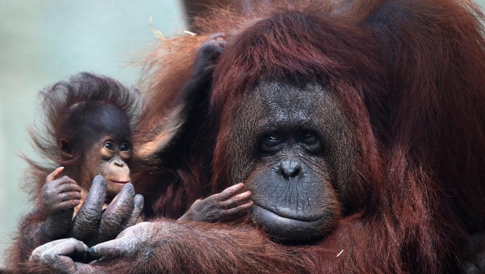 Dua Bayi Orang Utan Kalimantan Lahir di Kebun Binatang Meksiko A 5-months-old Bornean baby orangutan rests on the back of its mother as the Guadalajara Zoo presents two 5-month-old babies Bornean orangutans to the media at their new enclosure, in Guadalajara, Mexico July 20, 2022. REUTERS/Fernando Carranza