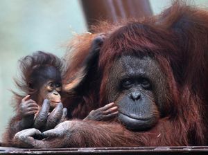 Spesial! 2 Bayi Orang Utan Lahir di Meksiko