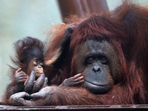 Beri Kebaikan, Lestarikan Orang Utan