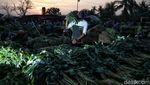 Melihat Aktivitas Pedagang Sayur di Pasar Babelan Bekasi