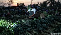 Aktivitas pedagang dimulai pada hari masih gelap.