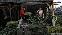 Saat ini terdapat ratusan para petani sayuran yang berjualan di sana. 