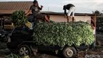 Melihat Aktivitas Pedagang Sayur di Pasar Babelan Bekasi