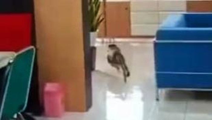 Monyet masuk kantor bupati banyuwangi