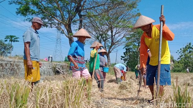 Petani Desa Troketon, Kecamatan Pedan menanam kedelai, Kamis (21/7/2022).
