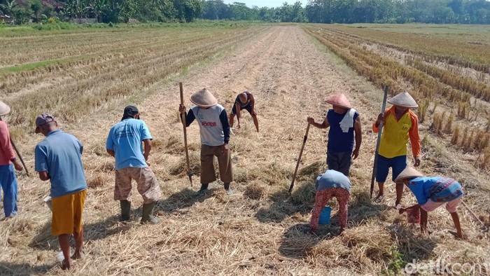 Petani Desa Troketon, Kecamatan Pedan menanam kedelai, Kamis (21/7/2022).