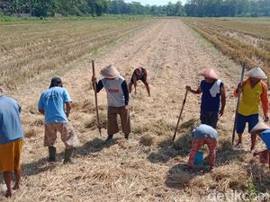 Kemarau Tiba, Petani Klaten Mulai Bergeser Tanam Palawija