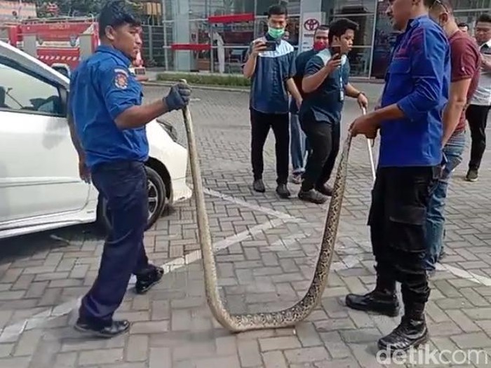 Petugas mengevakuasi ular piton dari kolong mobil warga di Asahan.