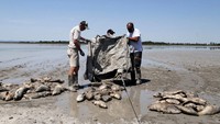 Danau yang mengering akibat gelombang panas menyebabkan ratusan ikan mati.
