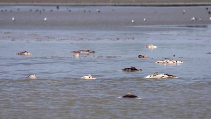 Ratusan Ikan Mati Akibat Gelombang Panas yang Melanda Eropa Dead fish are pictured at the Zicksee lake in St. Andrae am Zicksee in Burgenland, Austria on July 20, 2022. - Ongoing heat led to draining of the lake. Hundreds of fish died in the dried out lake. (Photo by Alex HALADA / AFP) (Photo by ALEX HALADA/AFP via Getty Images)