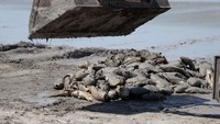 Banyaknya ikan yang mati membuat warga menggunakan alat berat untuk mengevakuasinya dari danau.