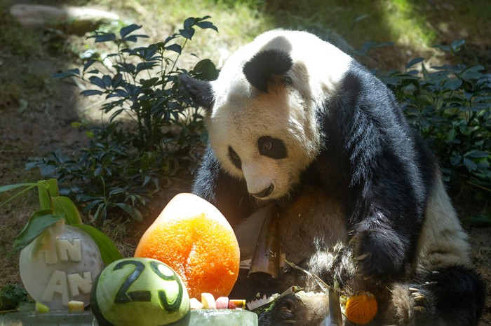 FILE - Chinese giant panda An An celebrates his 29th birthday at the Ocean Park in Hong Kong on July 28, 2015. The worlds oldest-ever male giant panda in captivity on Thursday, July 21, 2022 passed away after being euthanized in Hong Kong, following a deterioration in his health in recent weeks. (AP Photo/Kin Cheung, File)