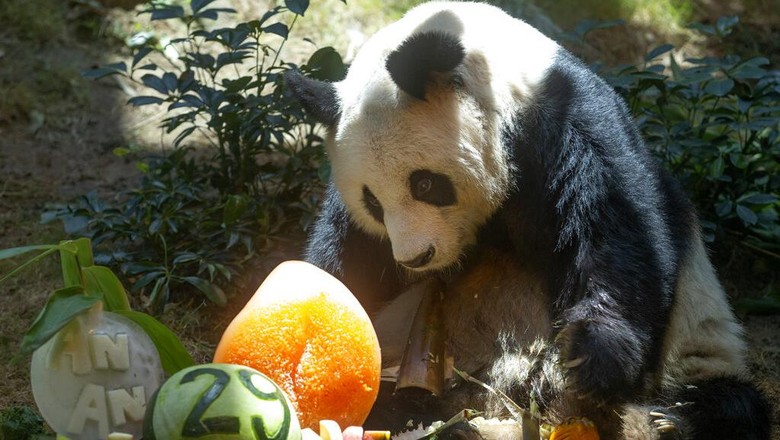 FILE - Chinese giant panda An An celebrates his 29th birthday at the Ocean Park in Hong Kong on July 28, 2015. The worlds oldest-ever male giant panda in captivity on Thursday, July 21, 2022 passed away after being euthanized in Hong Kong, following a deterioration in his health in recent weeks. (AP Photo/Kin Cheung, File)